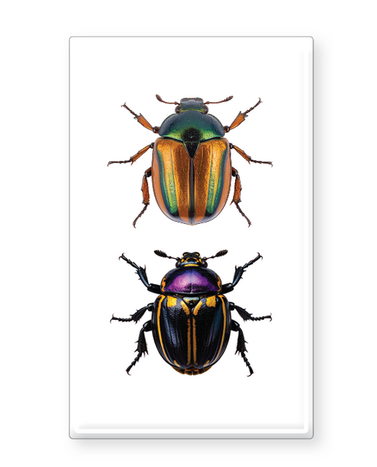 Decorative Matchbox Beetles