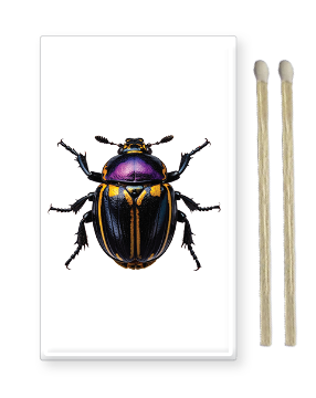 Decorative Matchbox Beetles