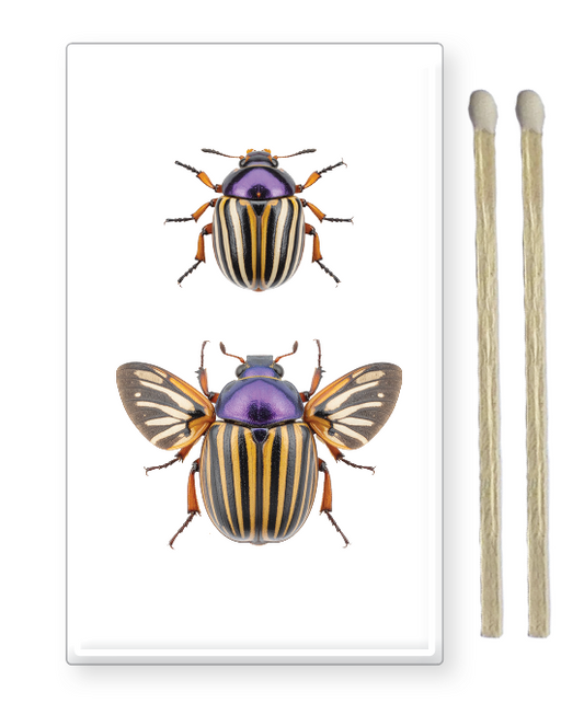 Decorative Matchbox Beetle