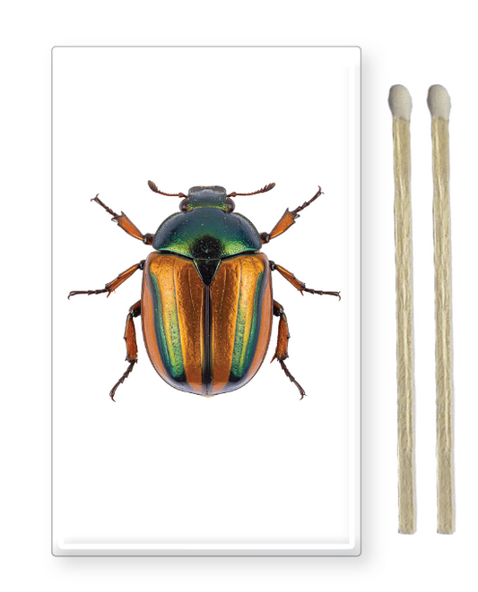 Decorative Matchbox Beetles
