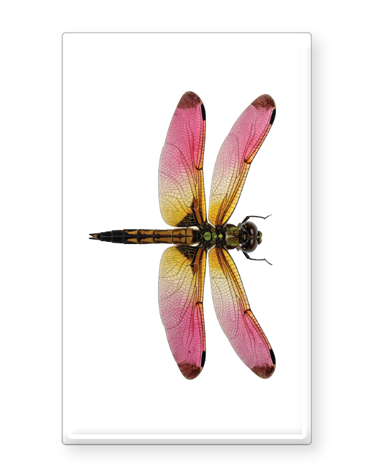 Decorative Matchbox Dragon Flies