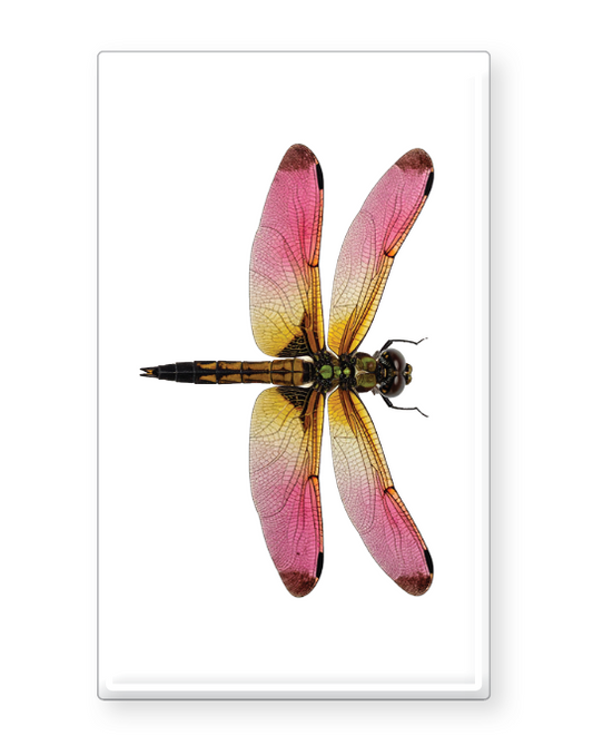 Decorative Matchbox Dragon Flies